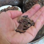 「チョコレートの原形」カカオニブ