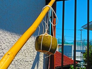 Dừa ココナッツジュースは熱帯で最も清浄なドリンク